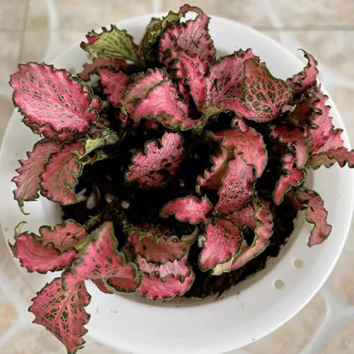 30 pcs Fittonia mini Samen, herbstpflanzen wiesensamen gartenbedarf wildblumen Fittonia verschaffeltii, bonsai baum winterharte kübelpflanzen exotische zimmerpflanzen samen baumsamen