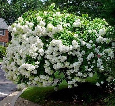 Ortensia Ortensia Paniculata 10 Semi!
