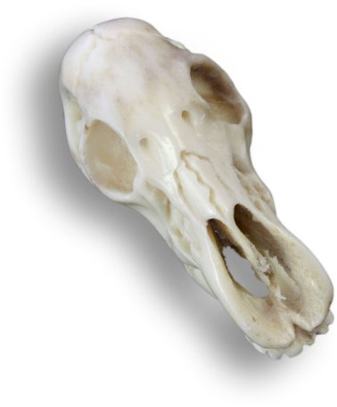 Island Piercings Handgefertigter, Organischer Anhänger - Mystischer Skull 4,5cm inkl. Band PB297