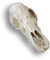 ISLAND PIERCINGS Handgefertigter, Organischer Anhänger - Mystischer Skull inkl. Band PB297