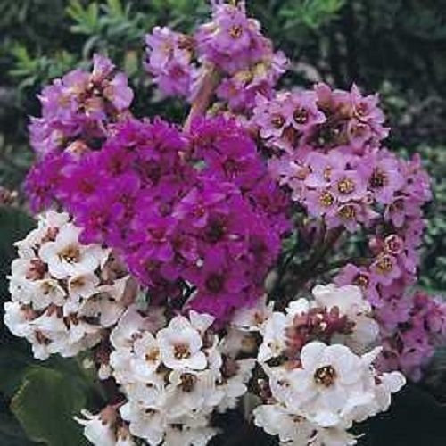 30 + cordifolia Bergenia la cubierta de tierra de flores Semillas MIX/PERENNIAL