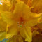 100 Stück Rhododendron-Blumensamen für schöne Gartenarbeit in Gelb