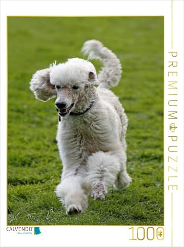 CALVENDO Puzzle Rennender Königspudel | 1000 Teile Lege-Größe 48 x 64 cm Foto-Puzzle für glückliche Stunden