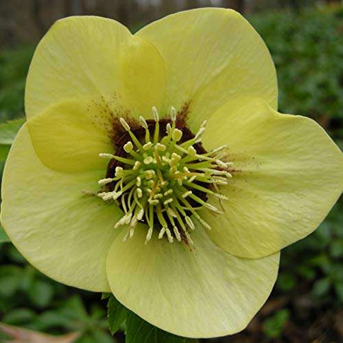 6 x Schneerose 'Yellow Lady' - Helleborus Orientalis 'Yellow Lady': Gelbe Christrosenblüten.