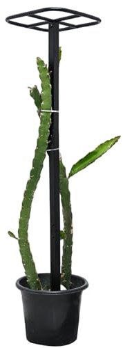 Yohsnor Drachenfrucht-Spalier für Kletterpflanzen, 127 x 30,5 cm, robuster vertikaler Stützrahmen aus Metall, für Gärten im Freien, einfach zu montieren, stilvolles Design, ideales Geschenk für