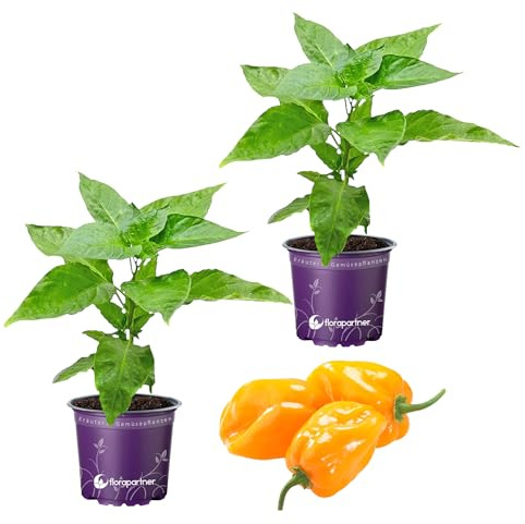 Habanero Chili Calita Orange Chili Pflanze 2er Set