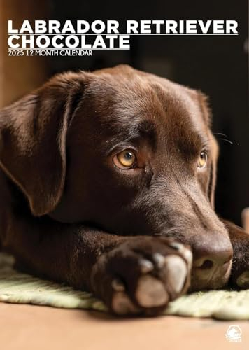 Chocolate Labrador Retriever Kalender 2025