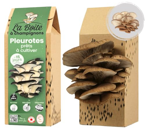 LA BOITE A CHAMPIGNONS – Kit seta de ostra gris – Listo para cultivar – 2 personas