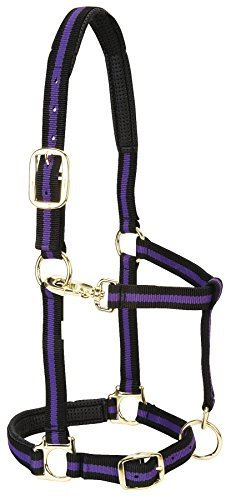 Weaver Leather Halfter für kleine Pferde, gepolstert, Nylon, 2,5 cm, Violett