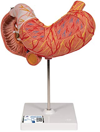 3B Scientific® Magenmodell – 3-teiliges Humananatomie-Modell mit inneren Strukturen, Langlebiges PVC + Smart Anatomy App (5 Jahre Garantie)