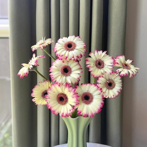 gerbera samen winterhart, saatgut, pflanzen für draußen schnittblumen, balkon pflanze blumensamen kaufen, pflanzen winterhart blumensamen mehrjährig, exotische pflanzen winterhart 500pcs