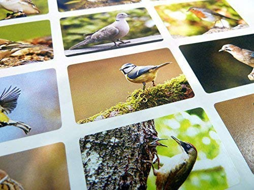 Pack of 24 British Garden Birds Self-Stick Envelope Seal Labels, Colourful Wildlife Stickers for Cards, Craft, Decoration
