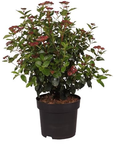 Lorbeer-Schneeball 'Lisarose', Mittelmeer-Schneeball, immergrün, pflegeleicht, Gartenpflanze, rosa Blüten, bienenfreundlich, winterhart