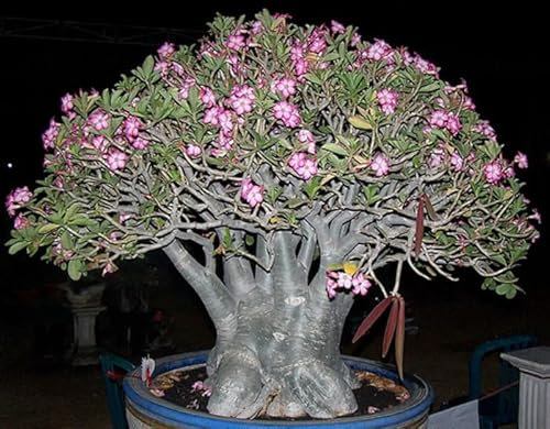 ADENIUM ARABICUM - 5 SEMI Rosa del deserto semi freschi - semi originali
