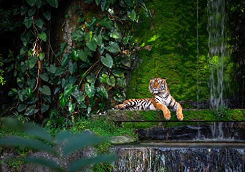 wandmotiv24 Fototapete Wald mit Tiger, Urwald, XL 350 x 245 cm - 7 Teile, Wanddeko, Wandbild, Wandtapete, Dschungel, Raubkatze, Wasser M5732