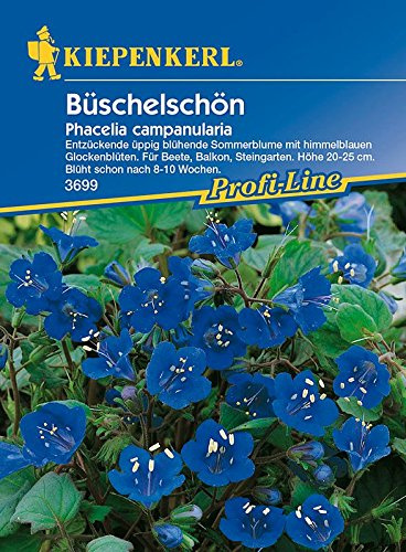 Prärieblume: Büschelschön, Phacelia campanularia - 1 Portion