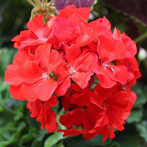 Geranium F1 Horizon Scarlet | Colourful Quality Flowering Bedding Plants 6 Pack