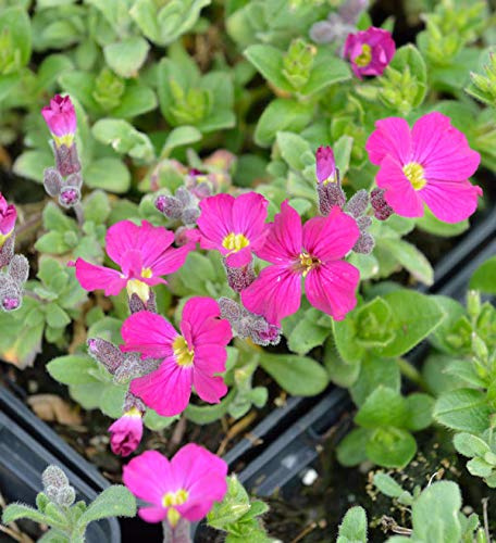 Blaukissen Rubinfeuer - Aubrieta - lebende Gartenpflanze aus den Baumschulen