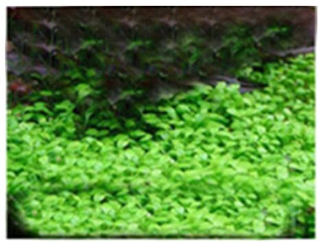 Saterkali Graines d'herbe d'eau d'aquarium, 100pcs graines d'herbe d'eau d'aquarium décor de paysage de plante hydrophile de réservoir de poissons Graines de grandes feuilles