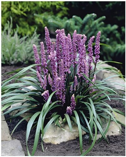 Stauden Gänge 5 x Liriope muscari 'Purple Passion' Lilientraube winterhart | Purpurnes Ziergras für Sonne bis Halbschatten, Blüte August bis Oktober, mehrjährig, 1 L Topf (11x11 cm)