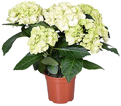 Hydrangea macrophylla 'Schneeball' – Ortensia – Arbusto - Resistente - ⌀14 cm - 30-40 cm