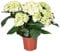 Hydrangea macrophylla 'Schneeball' - Bauernhortensie - Strauch - Winterhart - ⌀14 cm - 30-40 cm