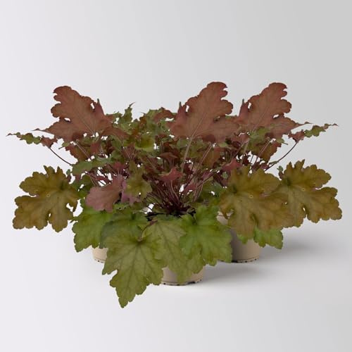 Bio Purpurglöckchen 'Marmalade®', kupfer/purpur, Topf-Ø 12 cm, 3 Pflanzen