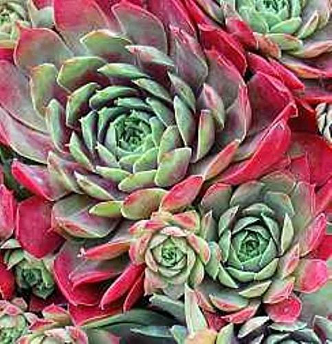 Sempervivum cultorum 'Nocturno' Topf 9 cm – Winterhart, Immergrün, Pflegeleicht – Dachwurz – Bodendecker für Steingarten & Kübel