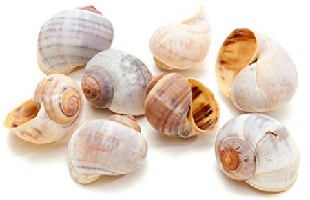 Decpero Schneckenhaus Policinus / 3-4 cm / 500g
