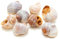 Decpero Schneckenhaus Policinus / 3-4 cm / 500g