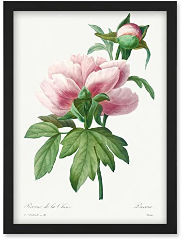 Wee Blue Coo Vintage Pale Pink Peony Bloom Illustration Floral Stem Flowers Pretty Artwork Framed Wall Art Print A4