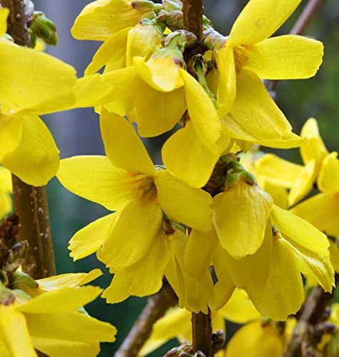 Forsythie Goldrausch 80-100cm - Forsythia Goldrausch - lebende Gartenpflanze aus den Baumschulen