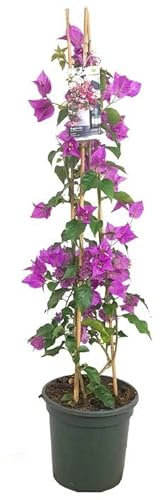 PLANTA NATURAL BOUGANVILLEA PIRÁMIDE M20 80-90CM