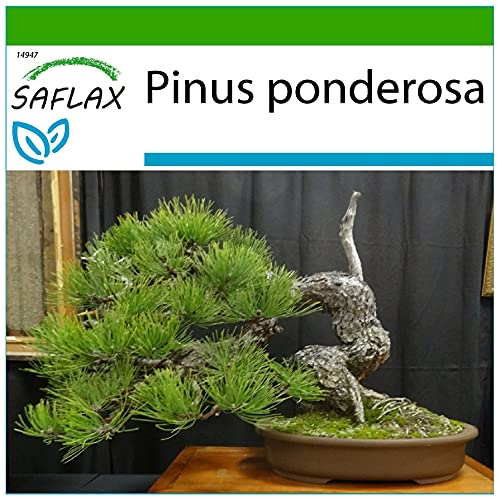 SAFLAX - Bonsai - Ponderosa Pine - 20 Seeds - with Soil - Pinus Ponderosa
