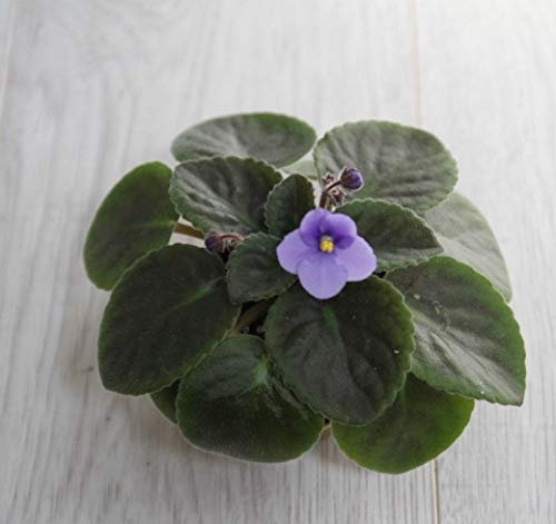 Portal Cool Violeta africana está viniendo pronto
