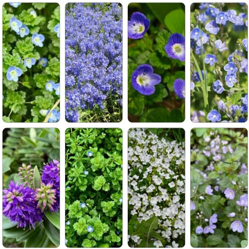 veronica semi di perenni primavera giardino ombra, resistenti balcone primavera riverdimento tetti 350pcs
