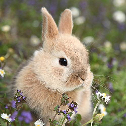 Tischdeko 20 Stück Serviette Hase in der Wiese Tier Osterhase