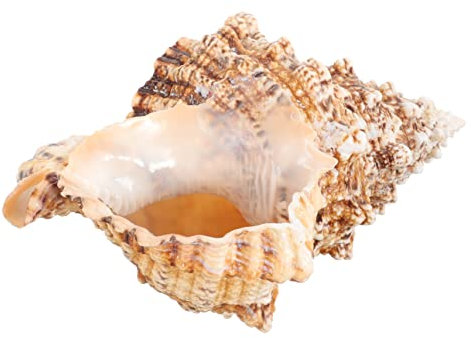 Yardwe Conch Succulent Pot Planter Tank Aquarium Seashell Ocean Home Large Boho Unique Decorative Decoration Beach Coastal Nautical Garland Favors Display Vase Natural Conch