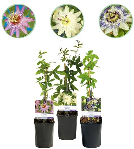 GreenboutiQ - Fleur de passion - Passiflora Tricolour - Fleurs Roses Blanches Violettes - Peu d'entretien - 3 plantes - Pot 11cm Hauteur 40cm