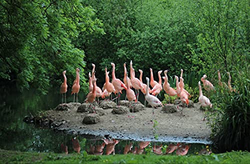 hansepuzzle 96021 - Flamingo Puzzle 500 Teile - Tierwelt Motiv mit hochwertiger Aufbewahrung: Kartonbox und wiederverschließbarem Beutel - Format 46 × 30 cm