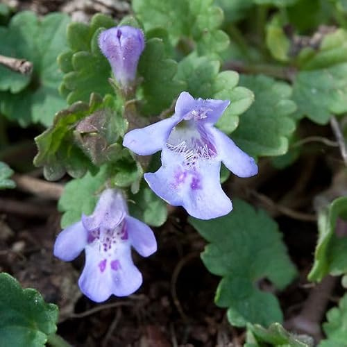 6x Gundermann - Glechoma hederacea - Topf 9x9cm - Bodendecker für Schatten | Bodendecker für Schatten