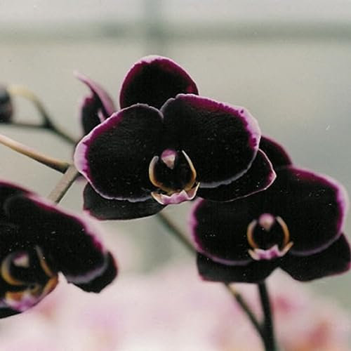 100 Pz Semi di Orchidea Fiore Pianta Home Office Ornamento Giardino Finestra Bonsai Decor Semi per Piantare Giardino Nero