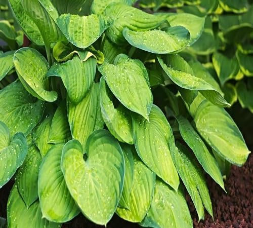 100 semillas de plantas de hosta frescas