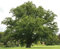 Müller Münchehof GmbH Baum des Jahres 2014 - Traubeneiche im Container Größe 125 bis 150 cm