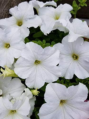 250 Petunia Nana Compacta Snowball Snow Ball White Seeds - 250 Seeds