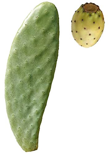Pala fico d'india SENZA spine talea frutti bianchi - Opuntia Santamaria 1Pz