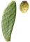 Pala fico d'india SENZA spine talea frutti bianchi - Opuntia Santamaria 1Pz