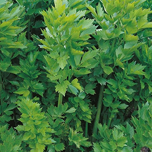 Graines D'Herbes Graines De Livèche
