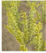 BALDUR Garten Gold-Liguster, 1 Pflanze, Ligustrum ovalifolium Aureum Ligusterhecke, wintergrün, winterhart, mehrjährig, blühend, schnellwachsende Heckenpflanze