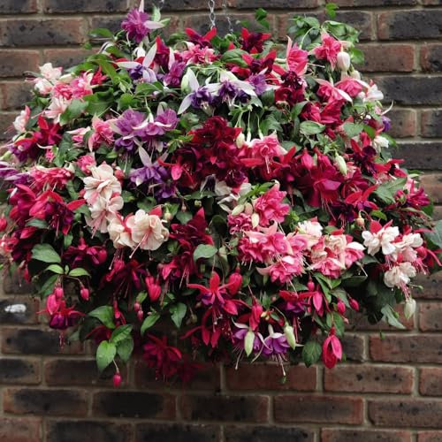Fuchsia Trailing Mix Pre-Planted Hanging Basket 35cm Garden Plant Half-Hardy Perennial Flowering Garden Plants Easy to Grow Your Own 2X 14in Pre-Planted by Thompson and Morgan